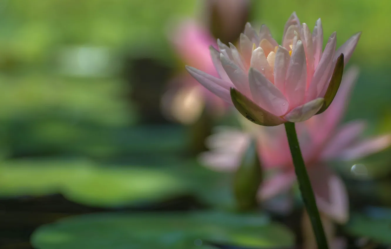 Фото обои лепестки, розовые, нимфея