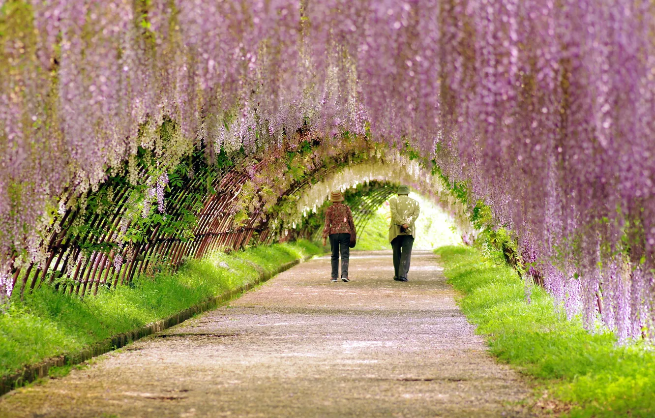 Фото обои дорога, парк, прогулка