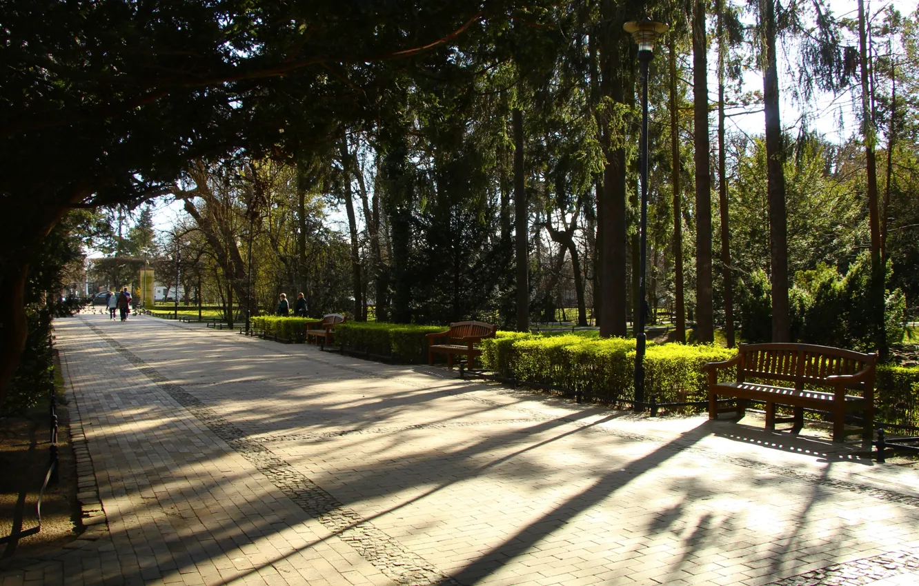 Фото обои road, park, tree