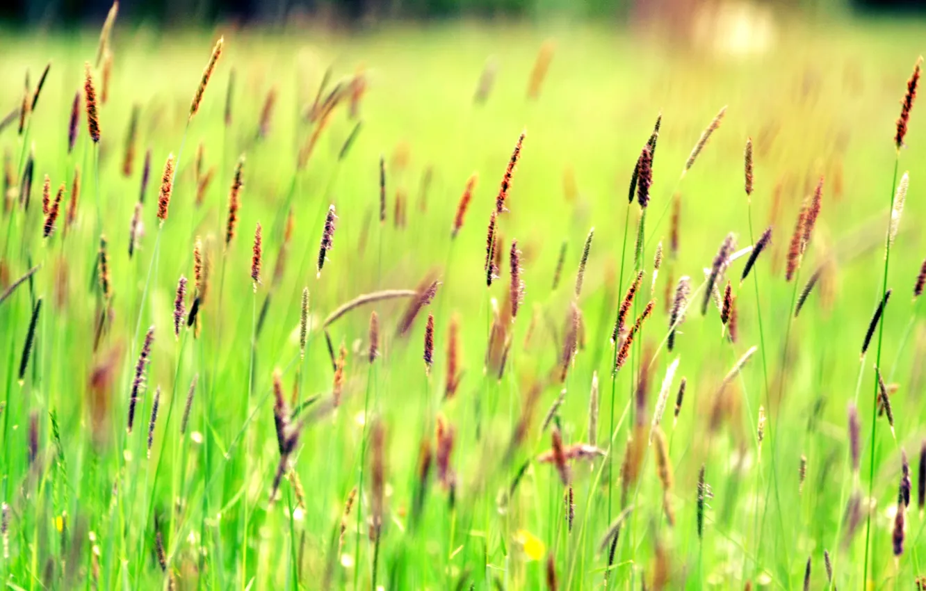 Фото обои поле, трава, растение, луг