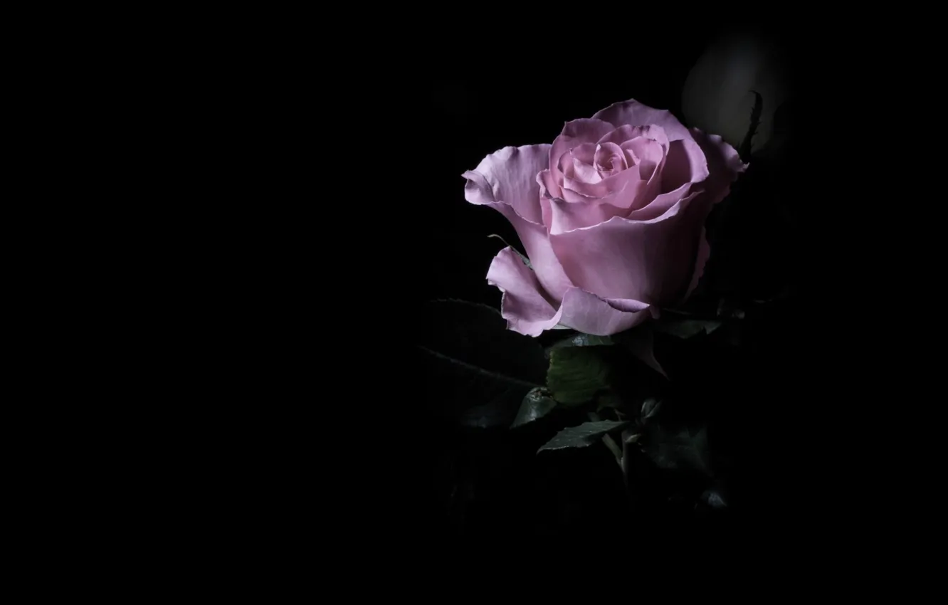 Фото обои цветок, темный фон, розовая, роза, одна