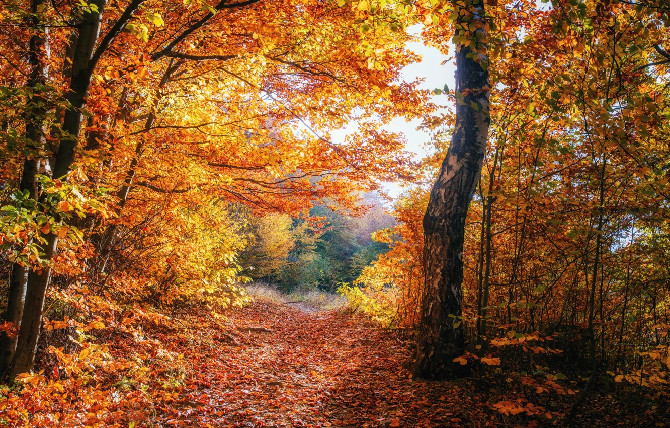 Фото обои beautiful, autumn, forests, Ukraine, foliage