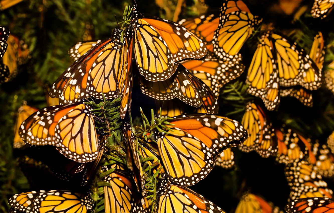 Фото обои насекомые, природа, фон, пестрота, крылышки, картинка, солнечный день, Бабочки Монарх