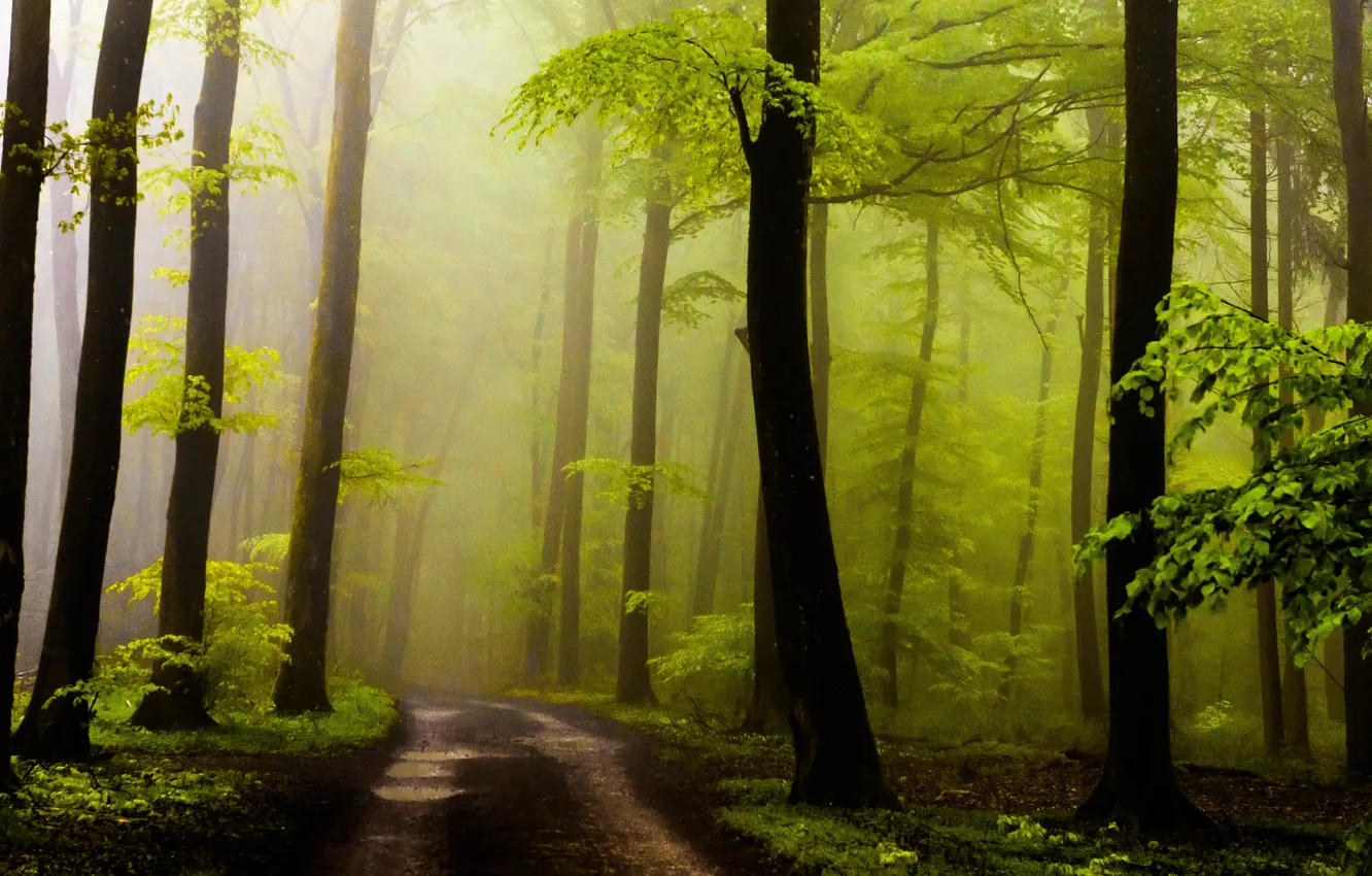 Фото обои дорога, лес, листья, солнце, деревья, туман