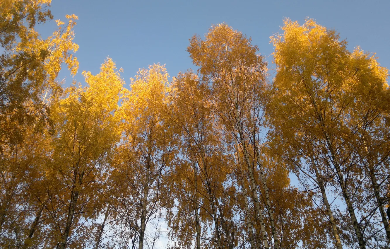 Фото обои осень, березы, осенний лес