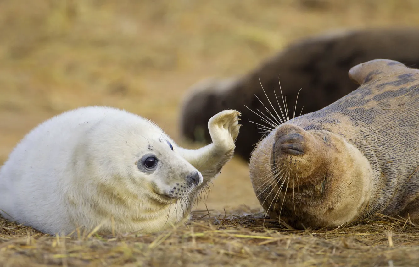 Фото обои игра, детеныш, длинномордый тюлень