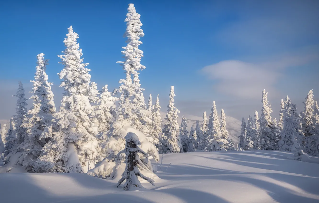Фото обои зима, снег, деревья, пейзаж, природа, ели, тени, Шерегеш