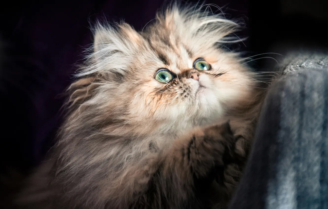 Фото обои кошка, взгляд, поза, котенок, пушистый, ткань, черный фон, мордашка