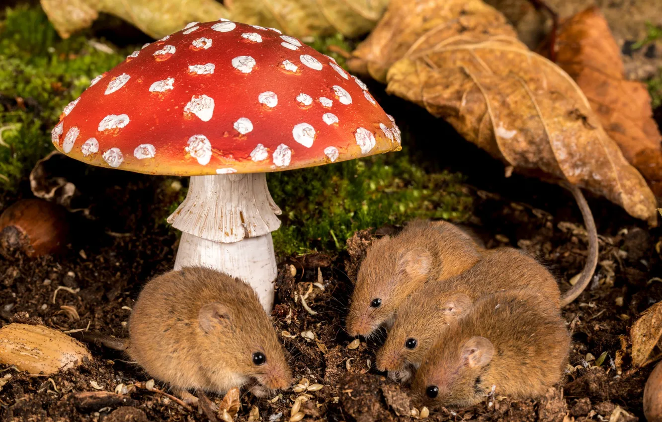 Фото обои природа, гриб, мухомор, мыши