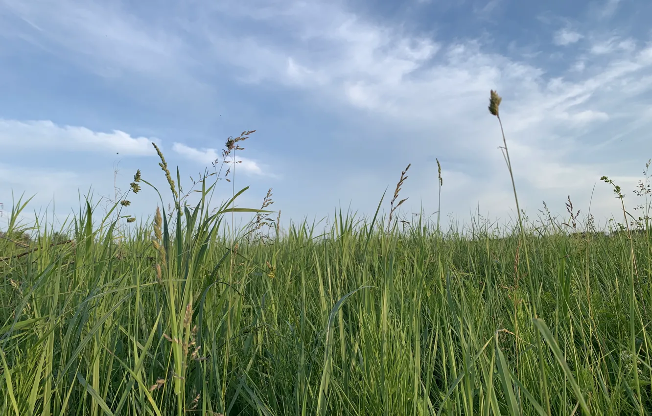 Фото обои лето, небо, пейзаж, луг