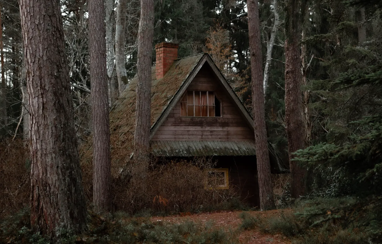 Фото обои лес, деревья, природа, дом, домик, глушь