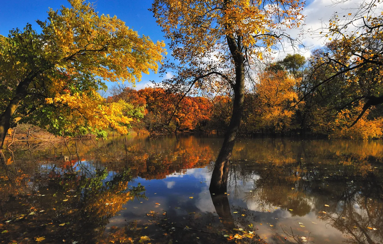 Фото обои осень, деревья, природа, озеро