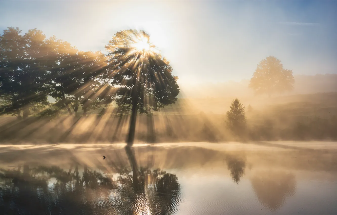 Фото обои солнце, туман, река, дерево, утро