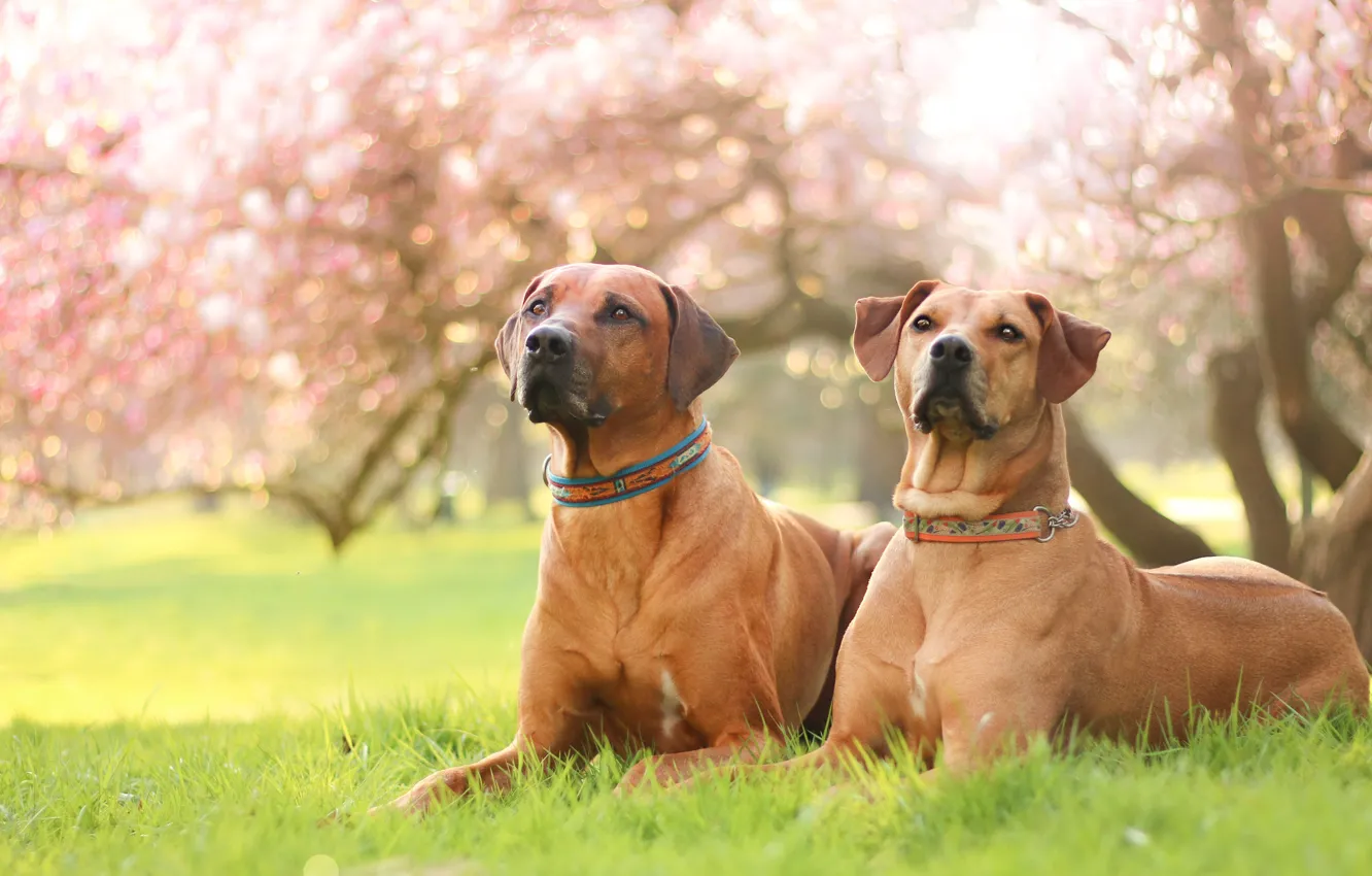 Фото обои собаки, трава, взгляд, свет, цветы, природа, поза, парк
