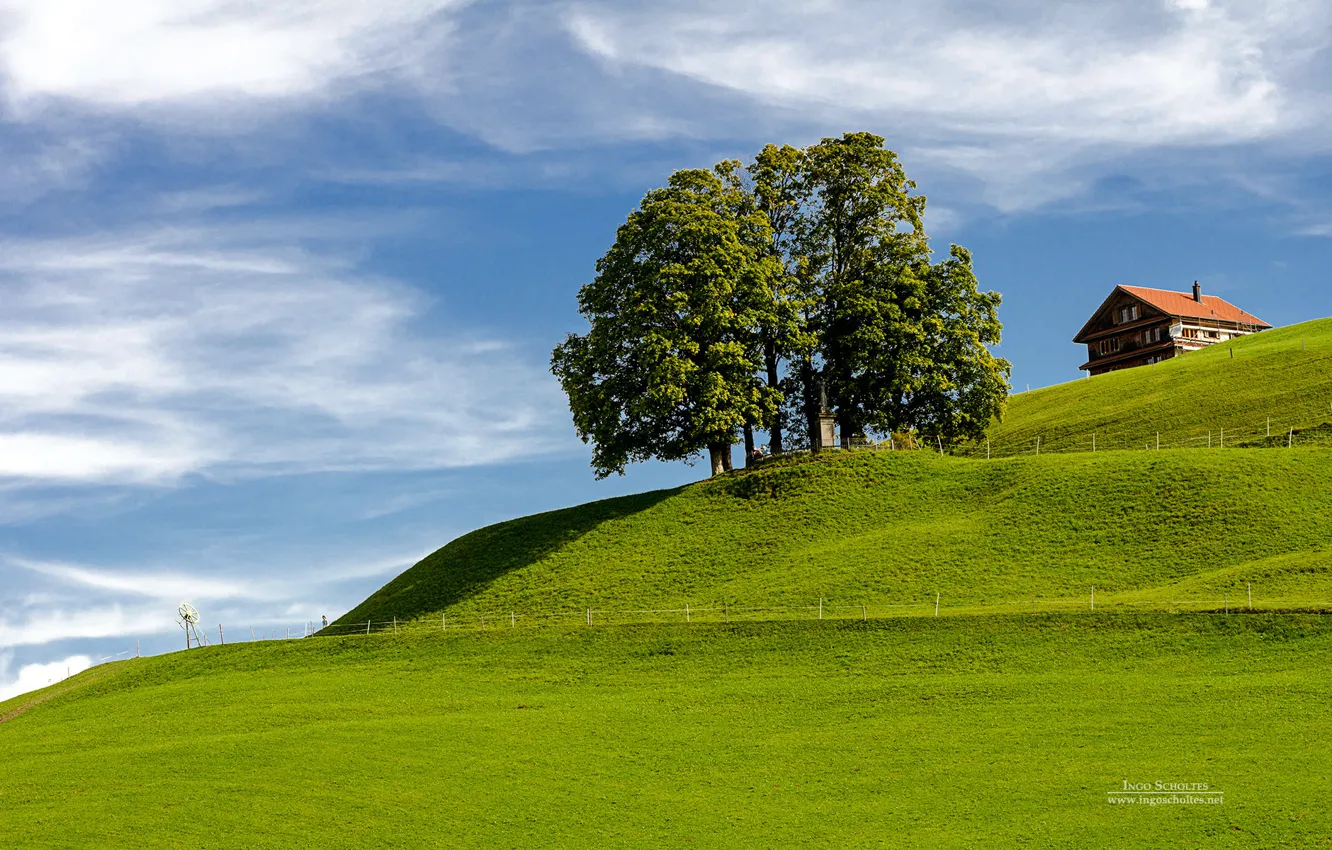 Фото обои grass, sky, tree, hill