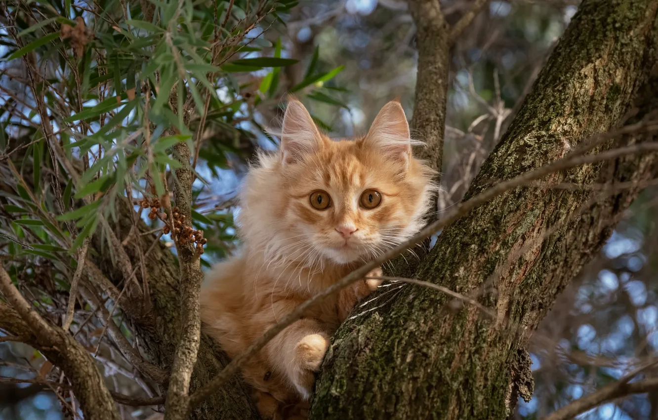 Фото обои кошка, кот, взгляд, ветки, дерево, рыжий, на дереве, котейка