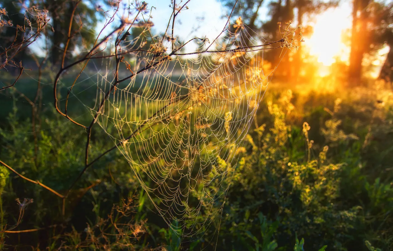 Фото обои sunset, spiders Web, Сагайдак Павел