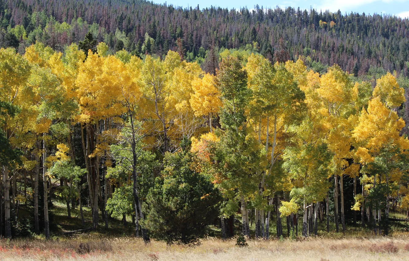 Фото обои осень, лес, деревья, склон