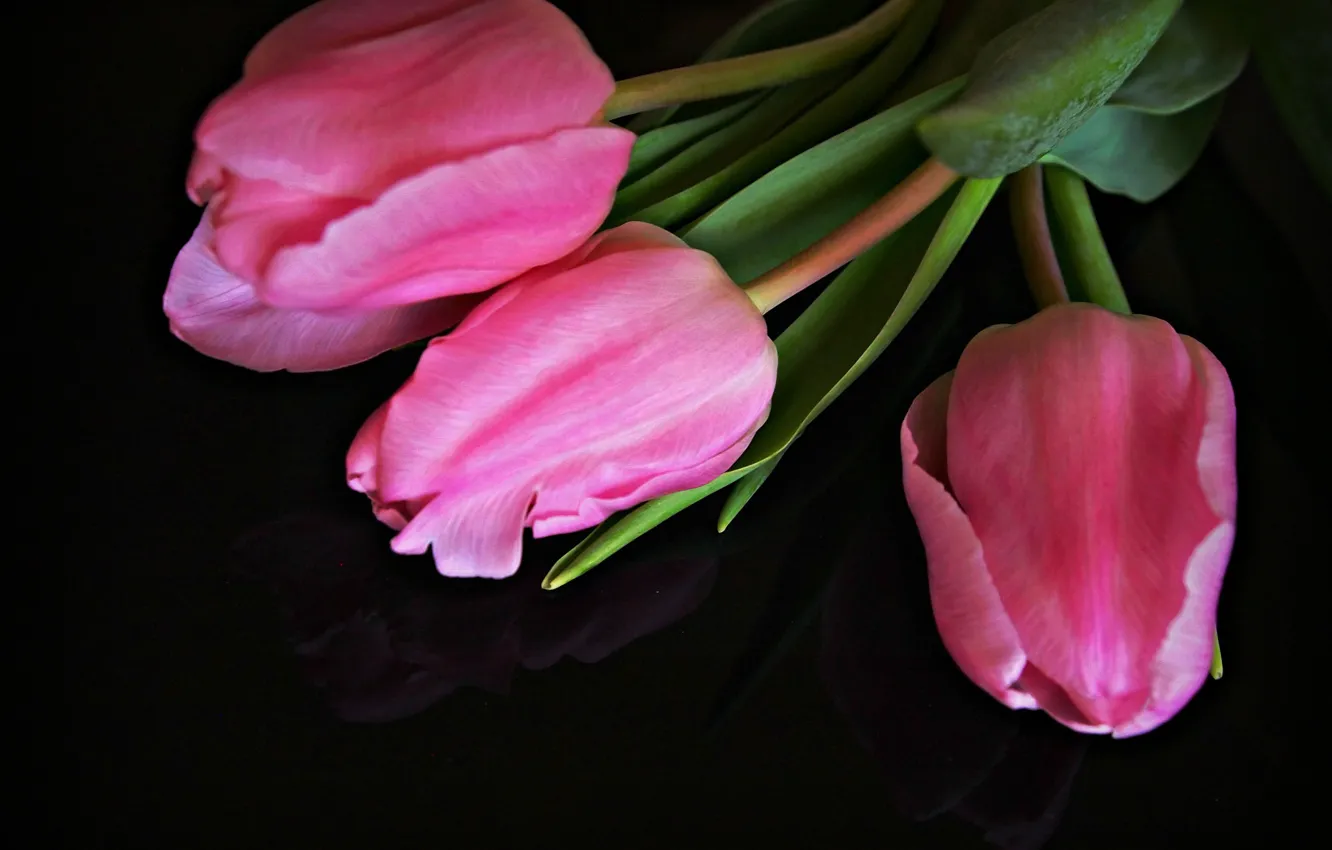 Фото обои тюльпаны, розовые, бутоны, чёрный фон