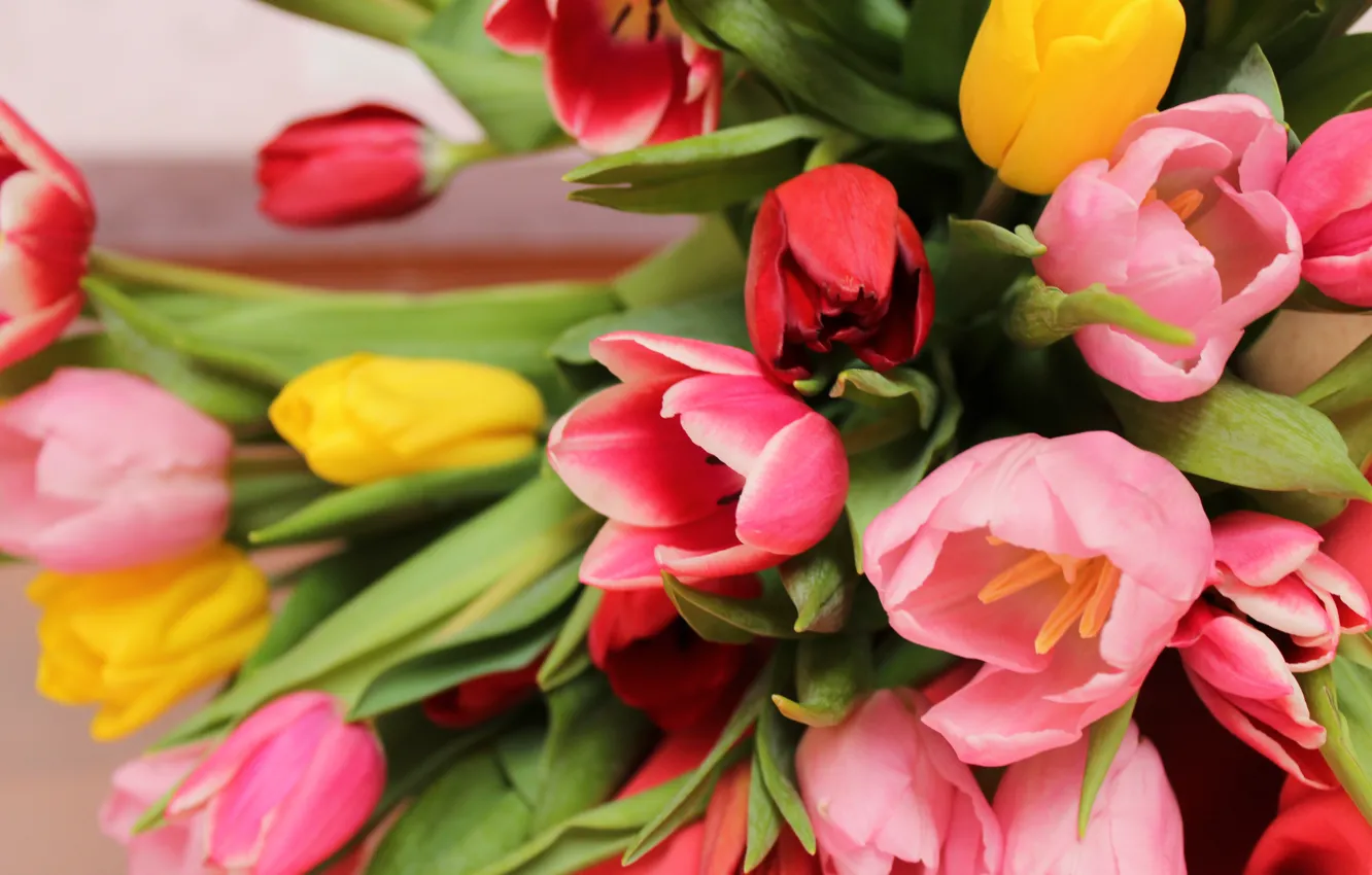 Фото обои Цветы, букет, тюльпаны