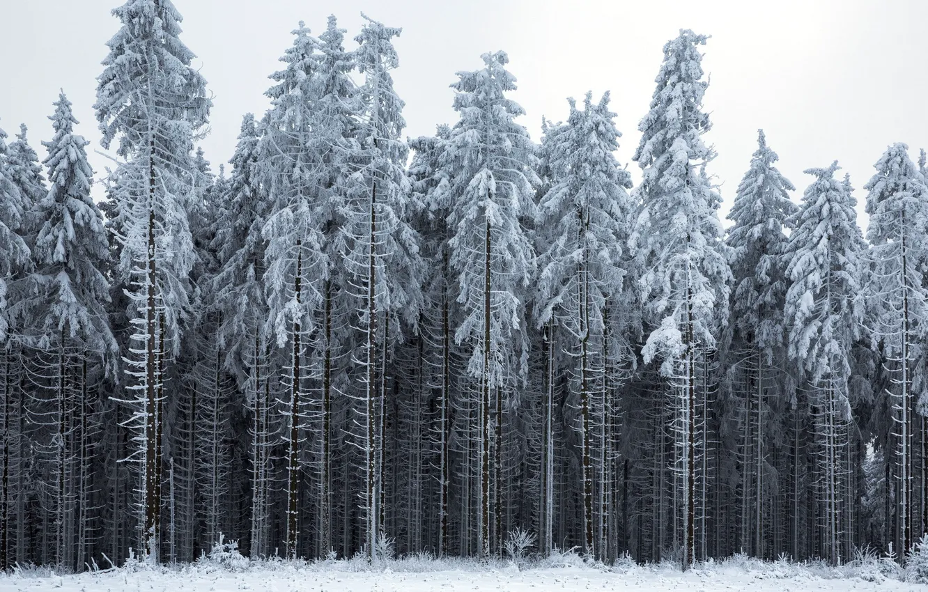 Фото обои зима, лес, пейзаж
