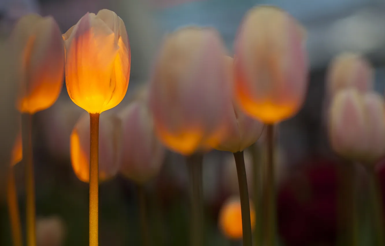 Фото обои поле, весна, подсветка, тюльпаны