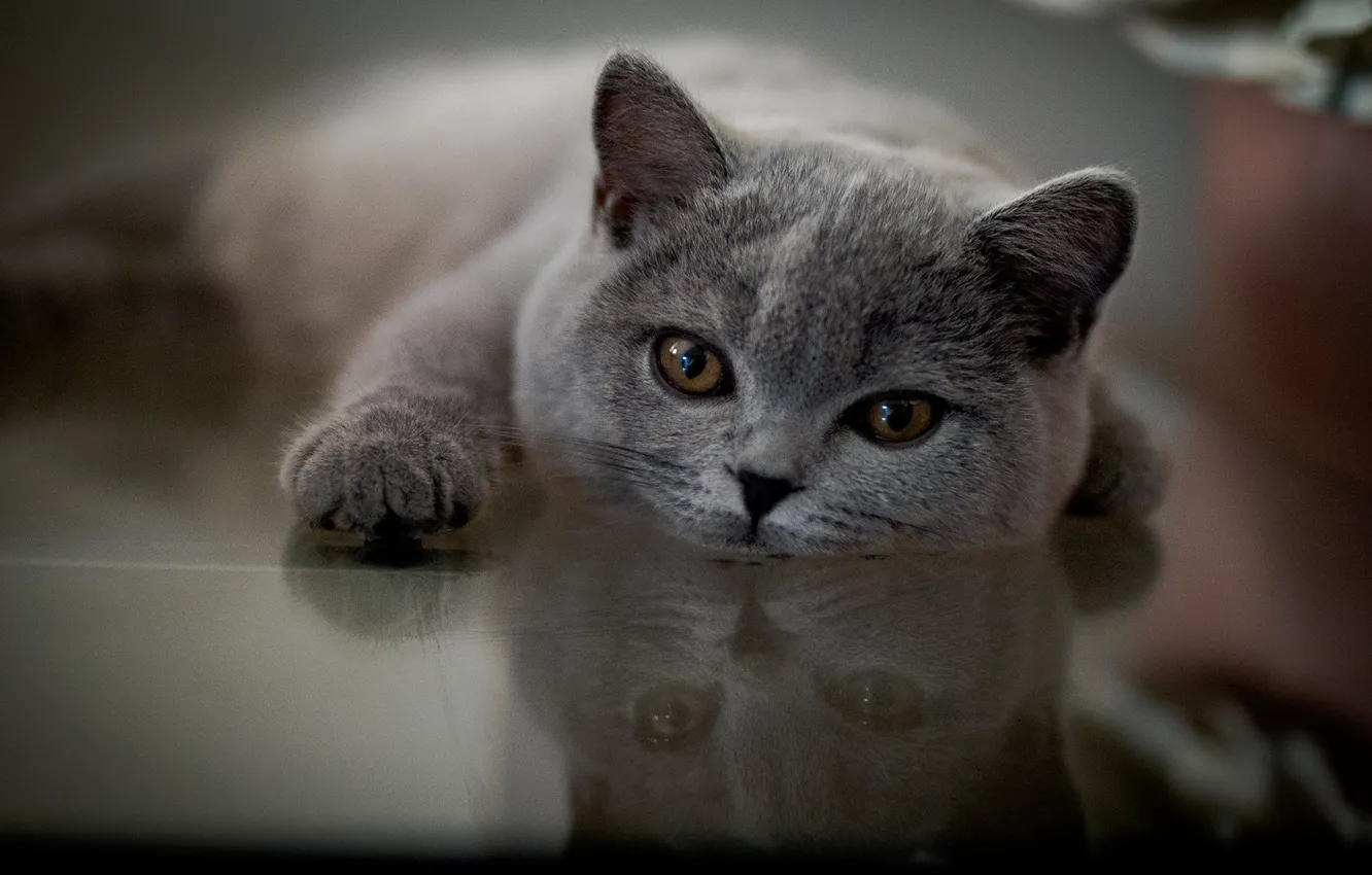Фото обои взгляд, отражение, мордочка, лапка, котейка, Британская короткошёрстная кошка