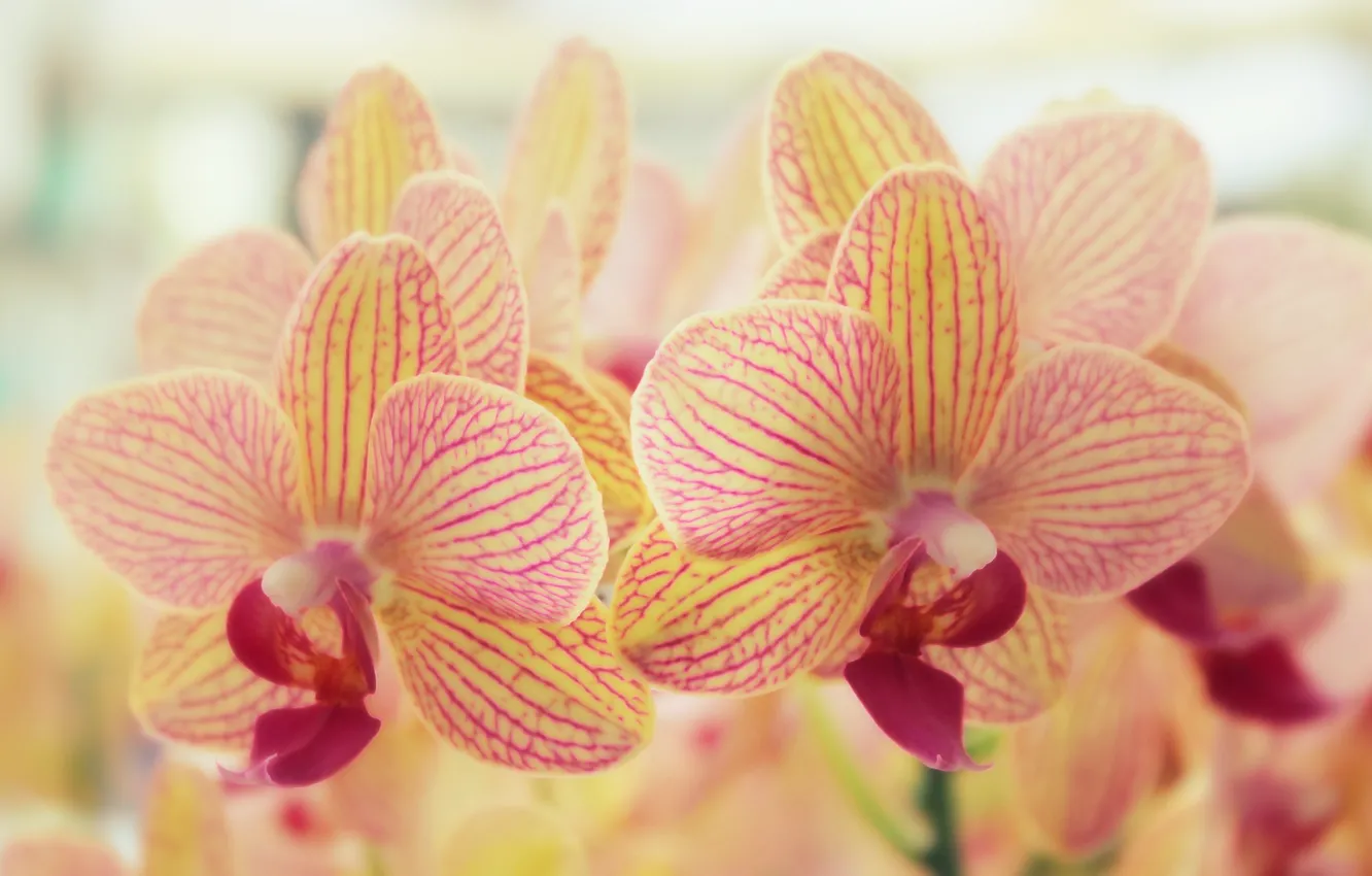 Фото обои цветы, природа, орхидеи