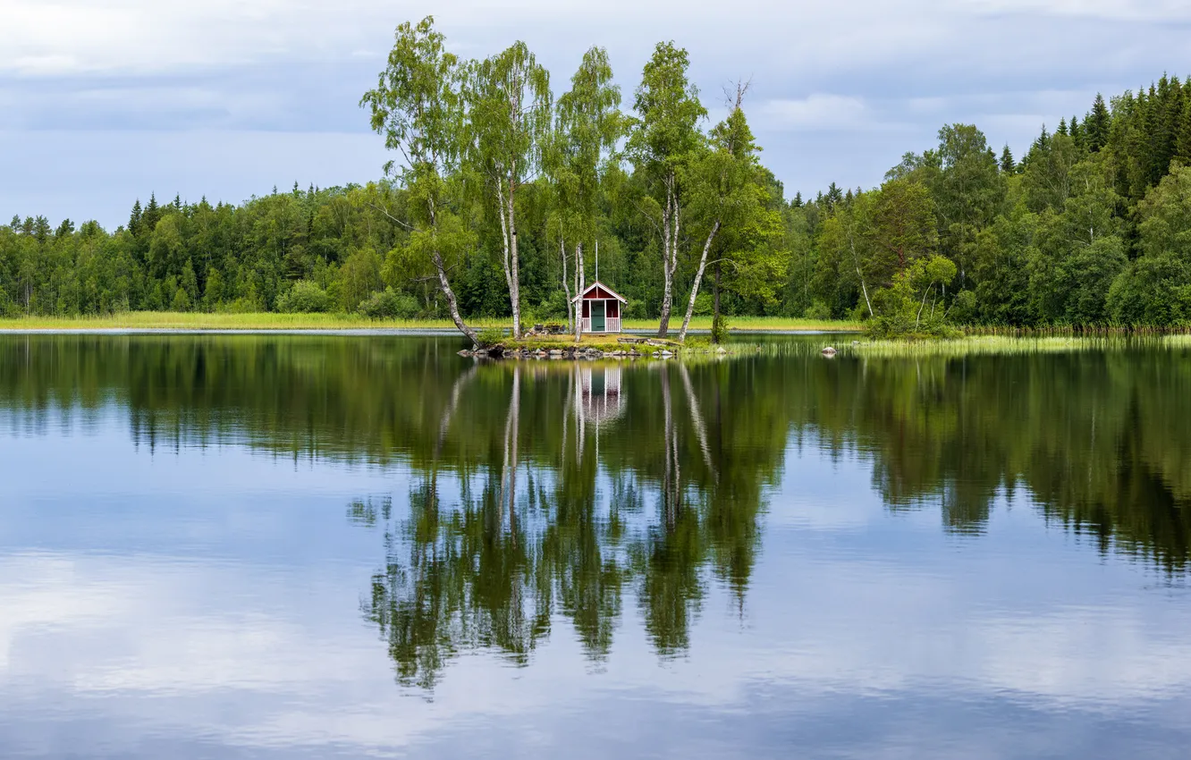 Фото обои лес, деревья, речка
