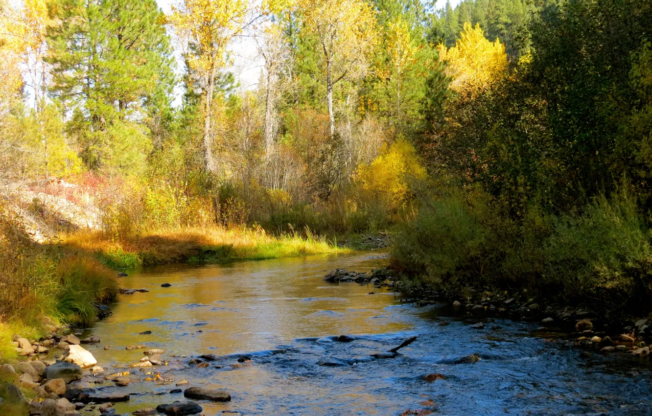 Фото обои осень, лес, небо, деревья, река, камни