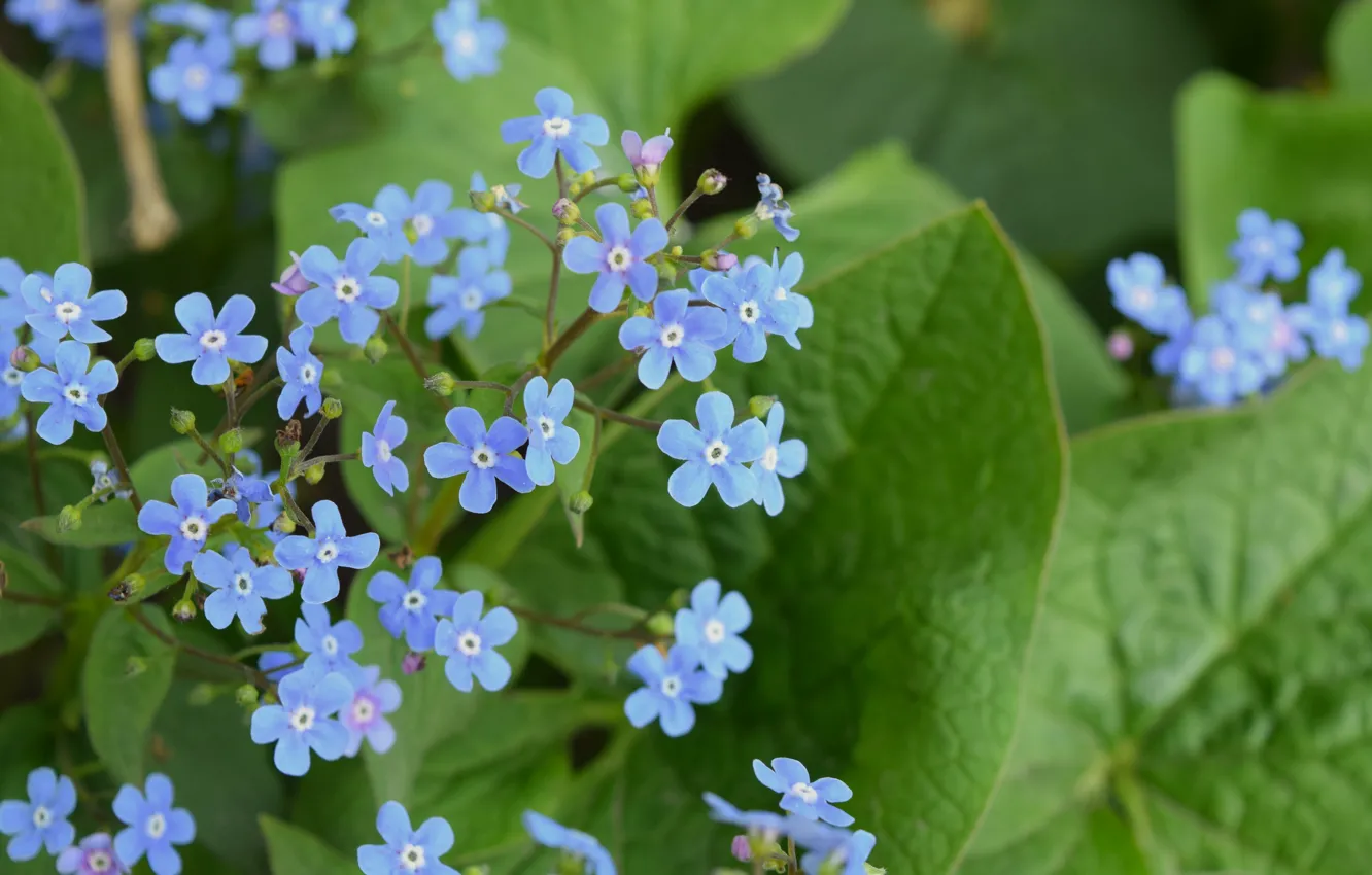 Бруннера Сибирская Brunnera sibirica