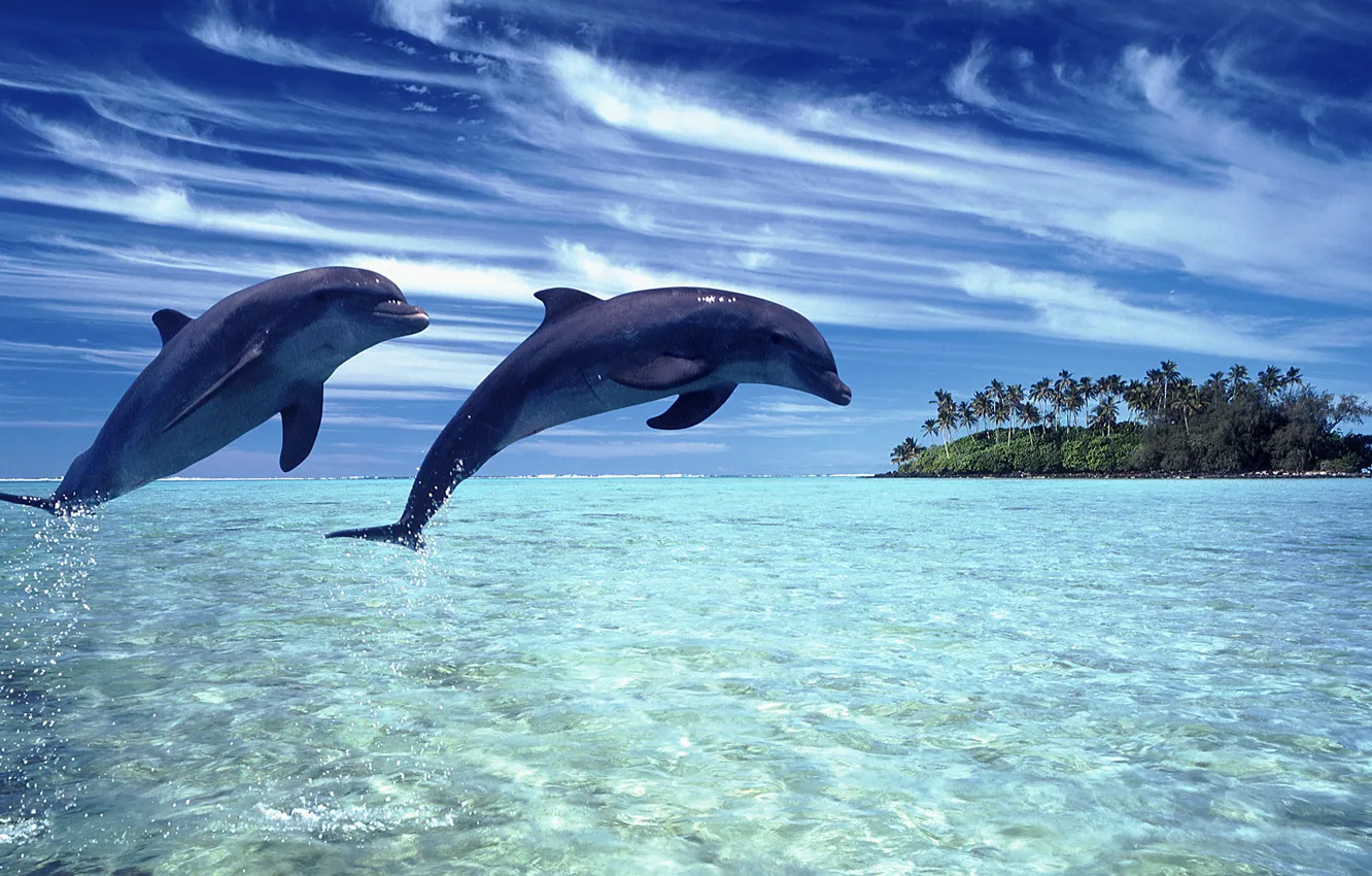 Фото обои море, небо, пейзаж, природа, дельфины
