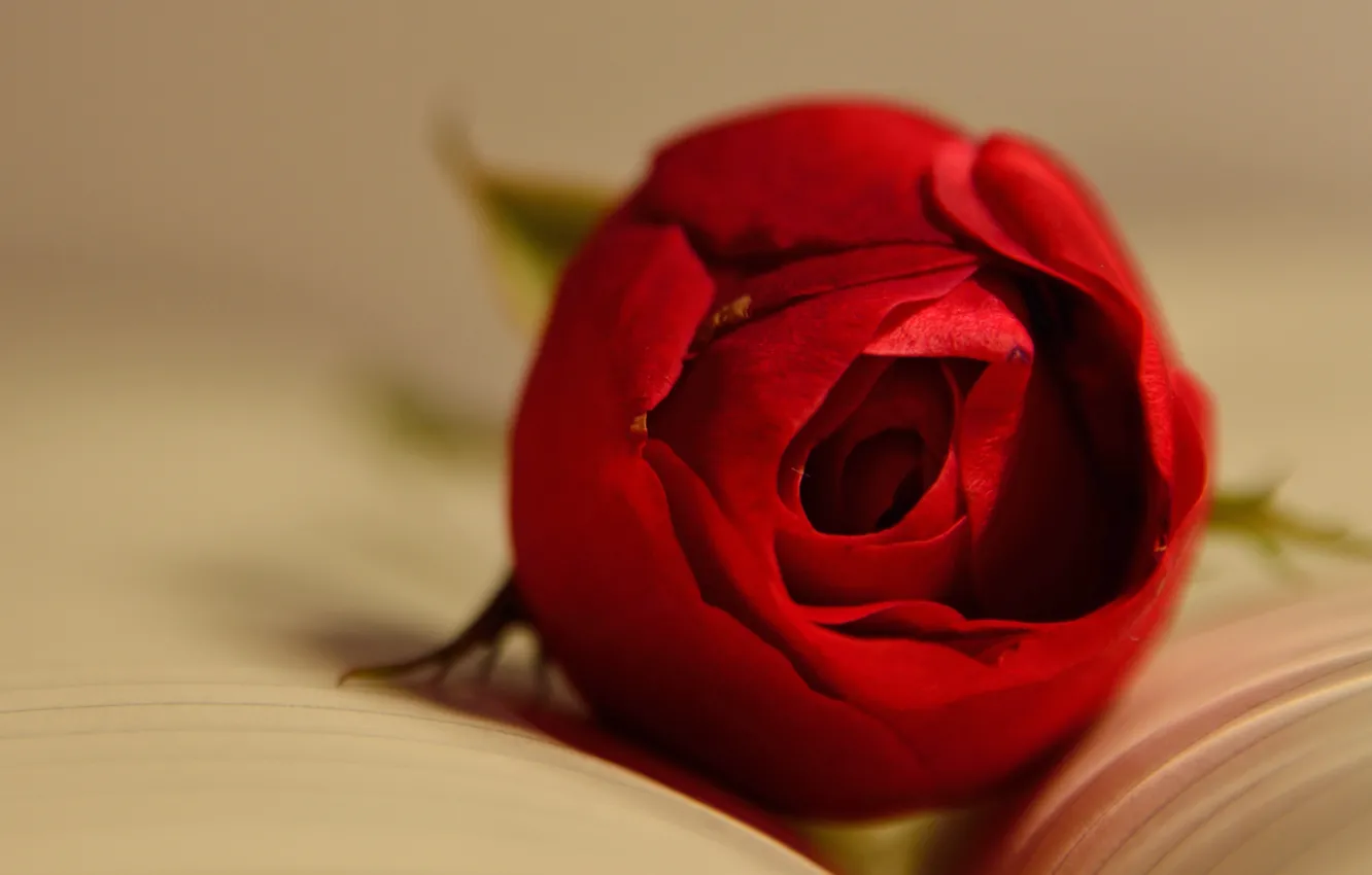 Фото обои Роза, Бутон, Red rose, Красная роза