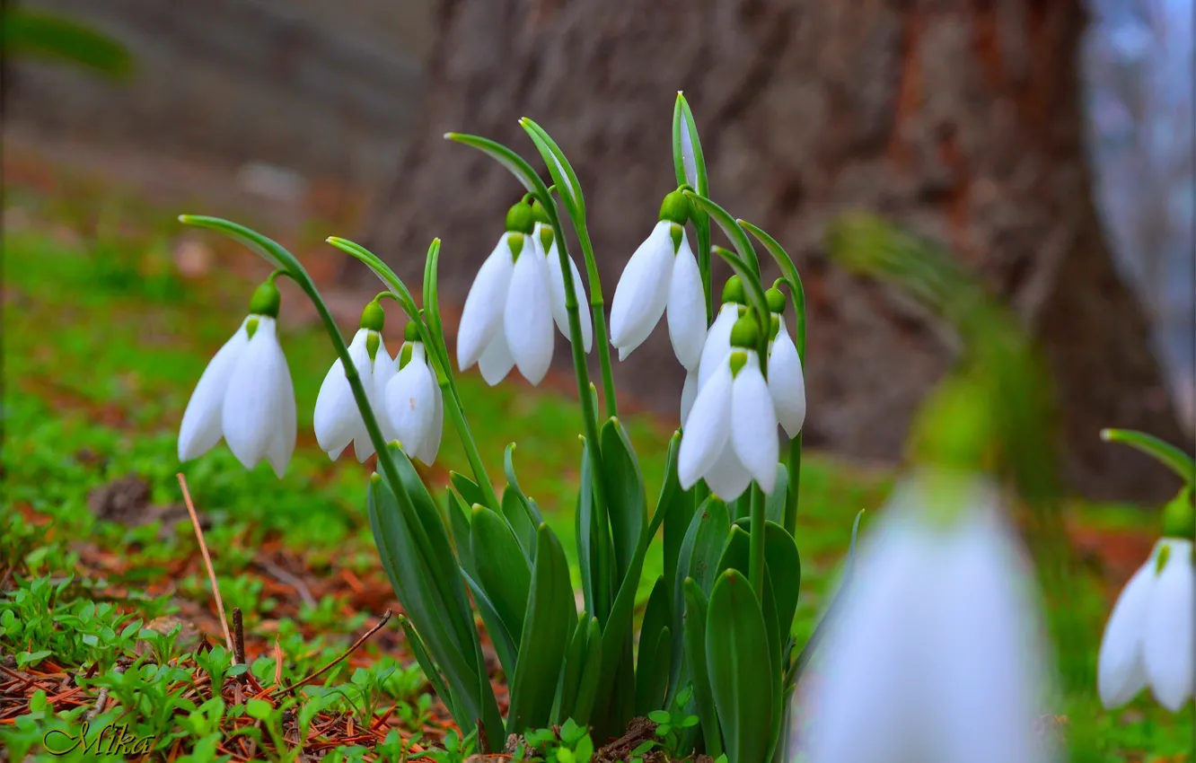 Фото обои Цветы, Подснежники, Snowdrops