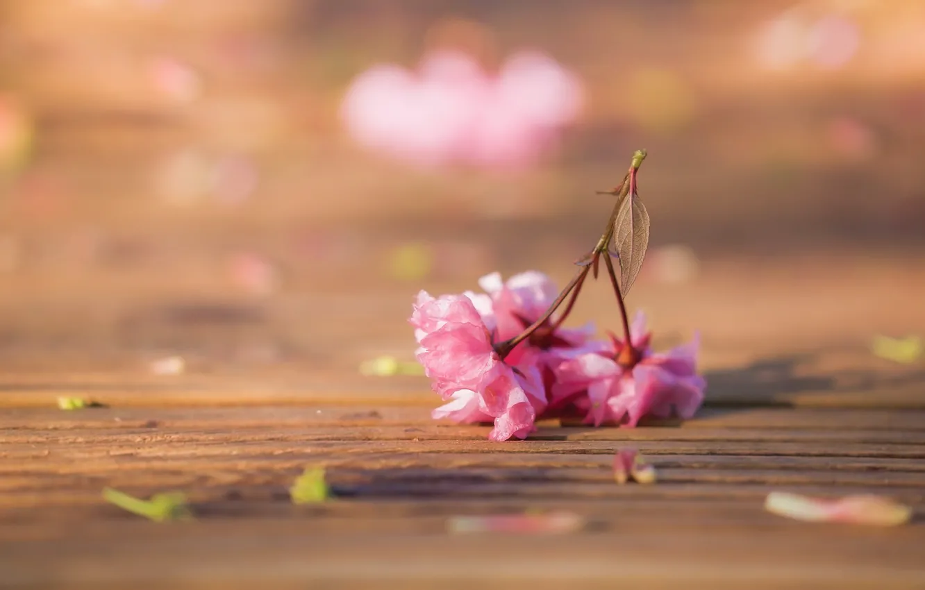 Фото обои размытость, сакура, цветки
