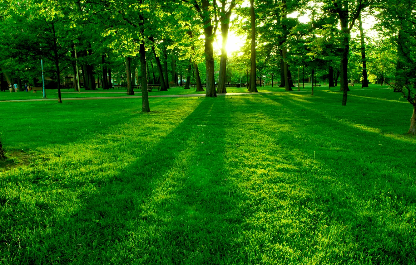 Фото обои зелень, деревья, поляна