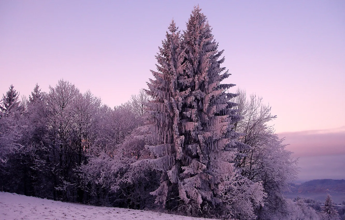 Фото обои холод, зима, небо, снег, деревья, природа, дерево, холмы