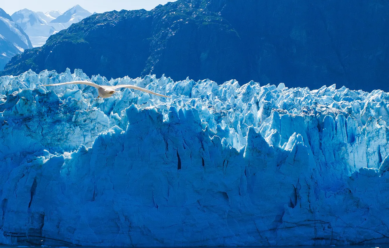 Фото обои птица, чайка, ледник, Аляска, Alaska, Glacier Bay National Park, Глейшер Бей, Glacier Bay