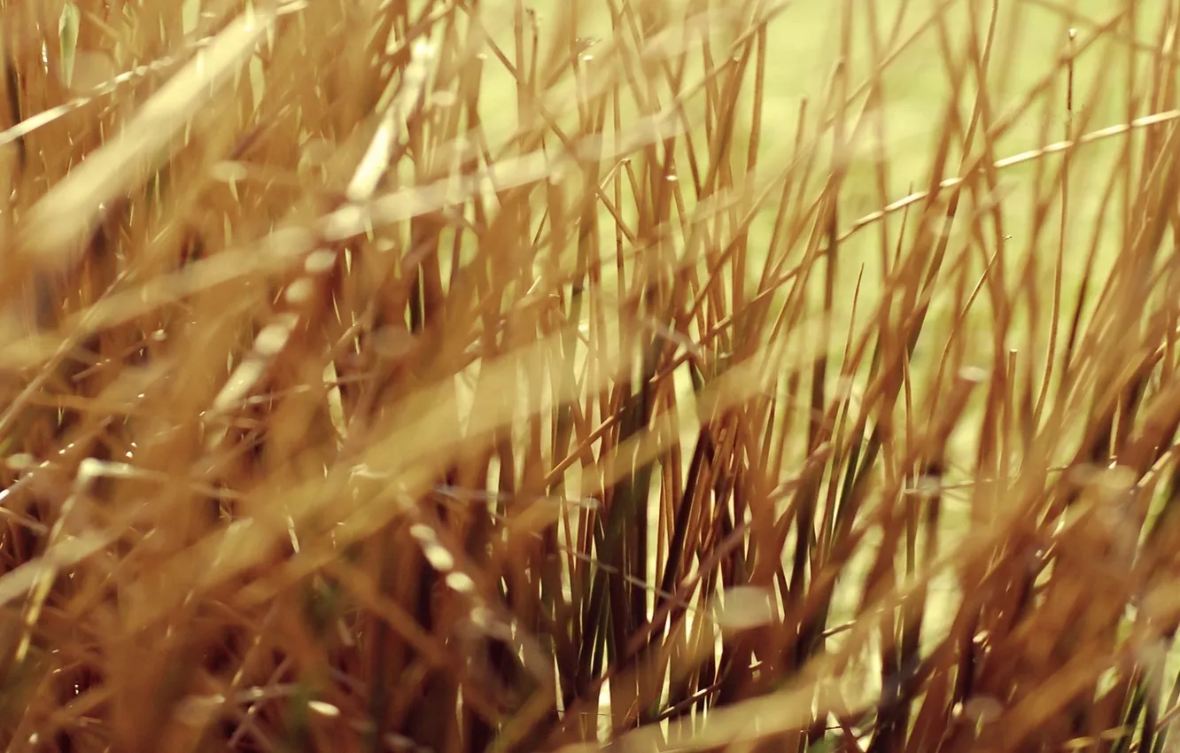 Фото обои трава, макро, grass, yellow, желтая, сухая, macro
