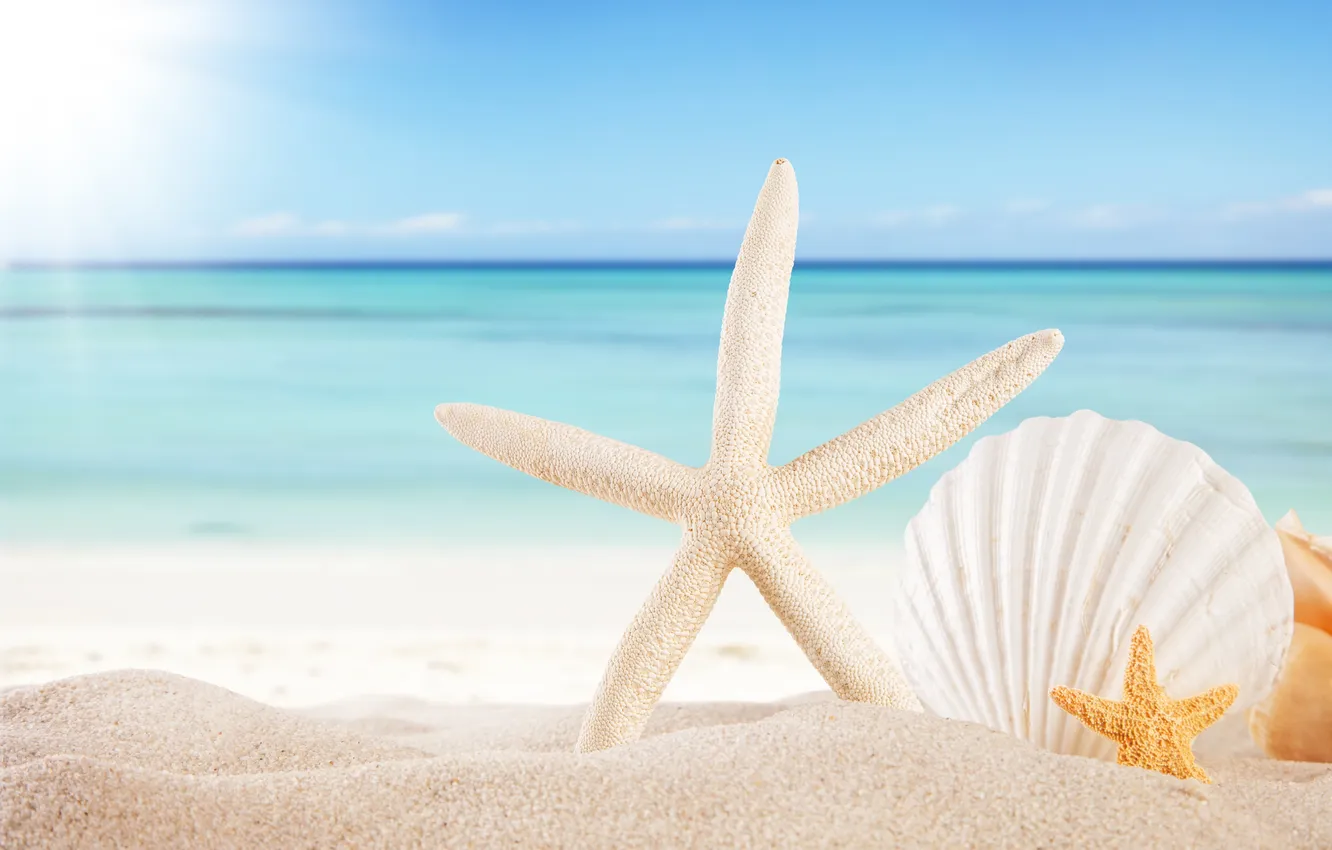 Фото обои песок, море, пляж, солнце, звезды, ракушки, summer, sunshine