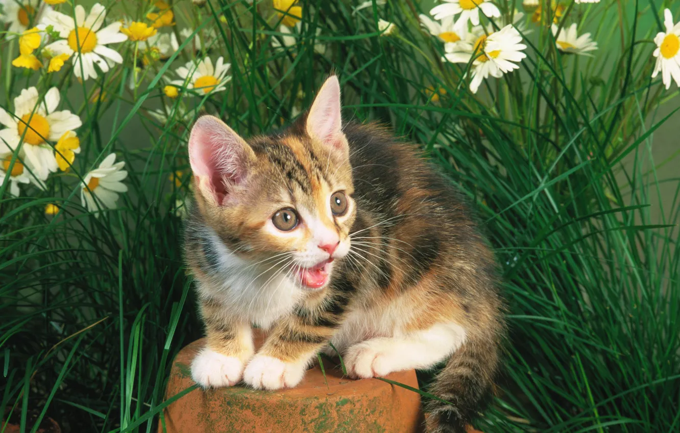 Фото обои кошка, трава, кот, котенок, камень, cat