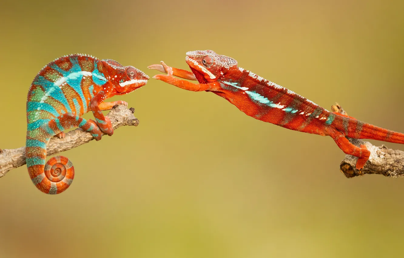 Фото обои хамелеон, chameleon, обнимашки, hugs, Milan Zygmunt, Chamaeleonidae