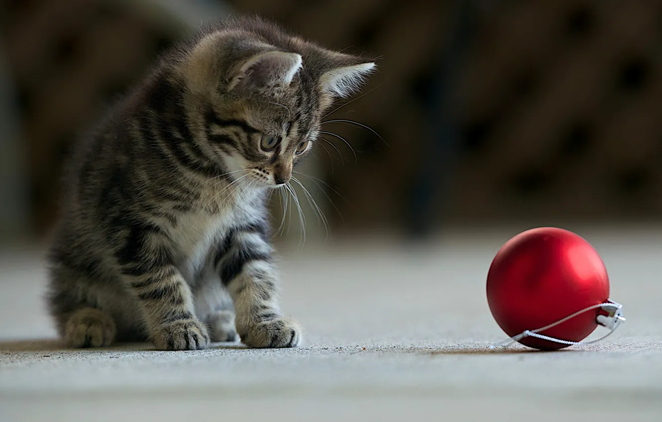 Фото обои красный, котенок, серый, игра, шарик, новогодний, в полоску