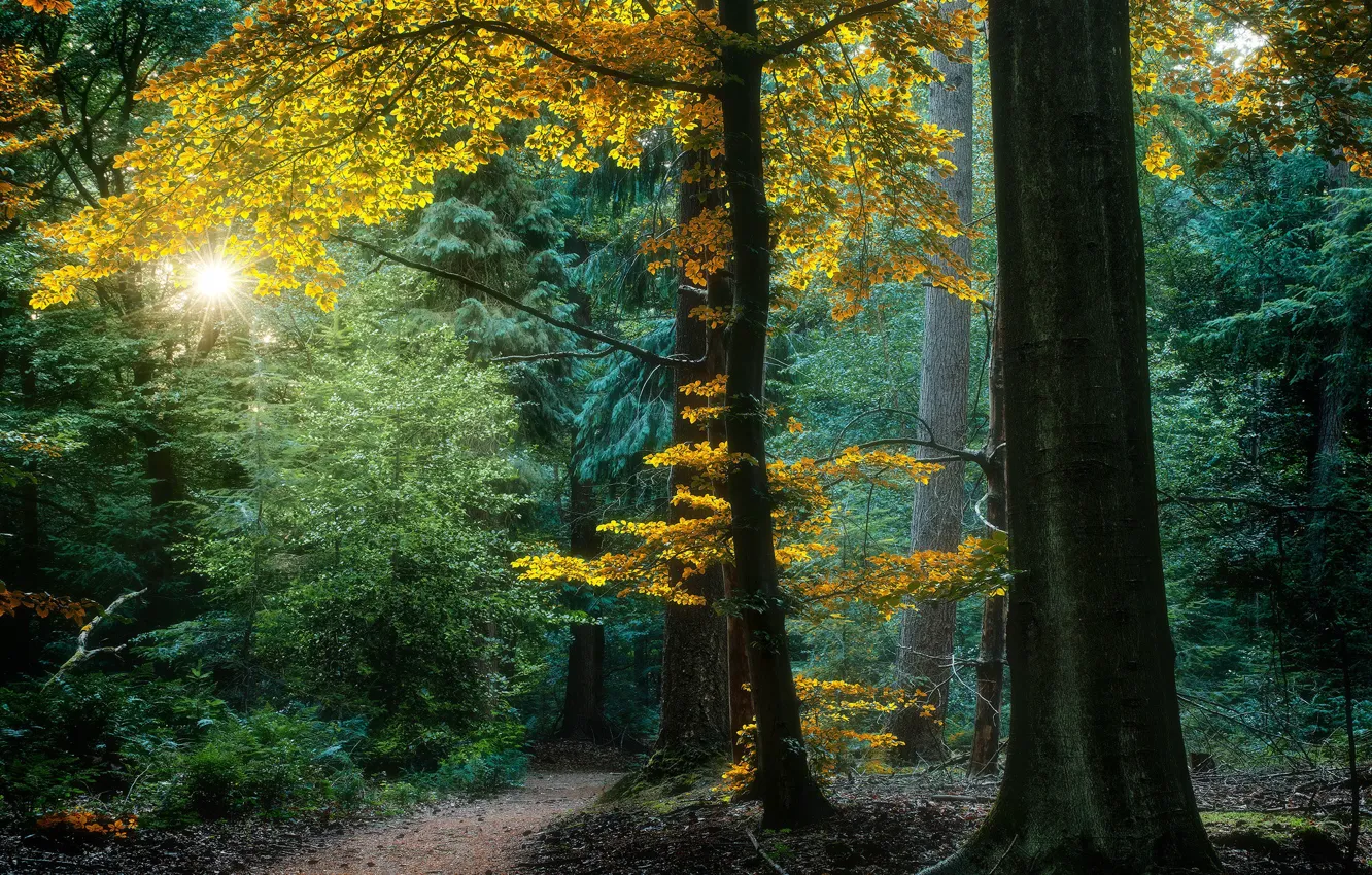 Фото обои осень, лес, деревья