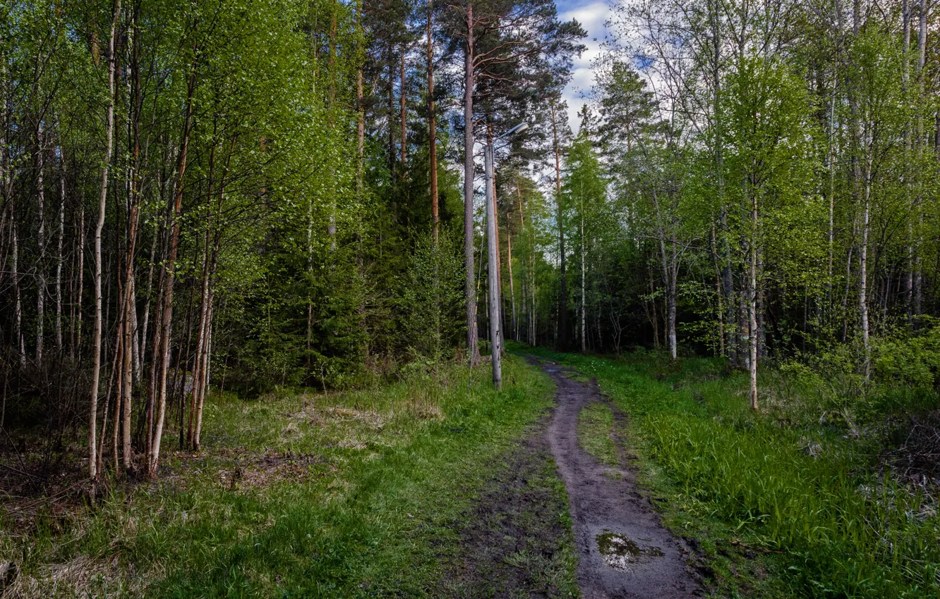 Фото обои зелень, деревья, green, Лес, forest, роща, тропинка, trees