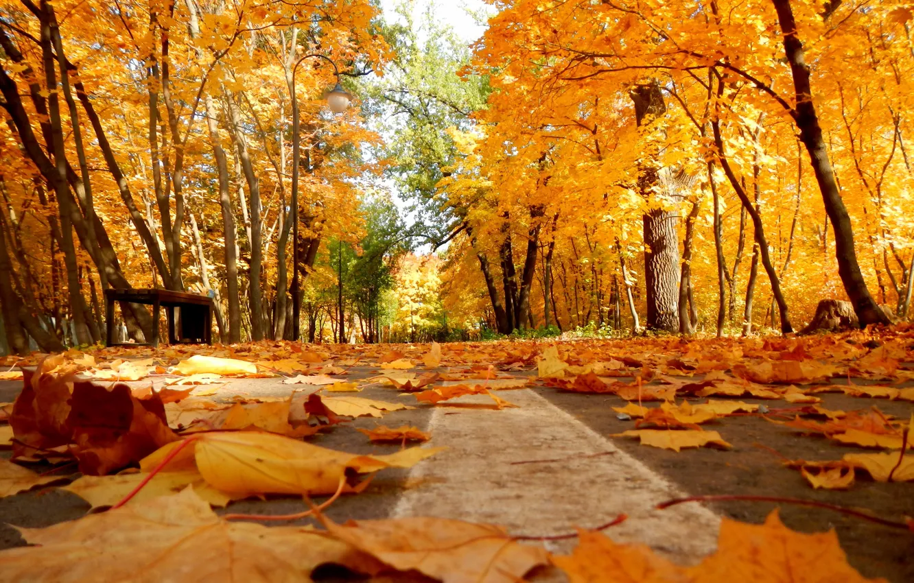 Фото обои осень, листья, парк