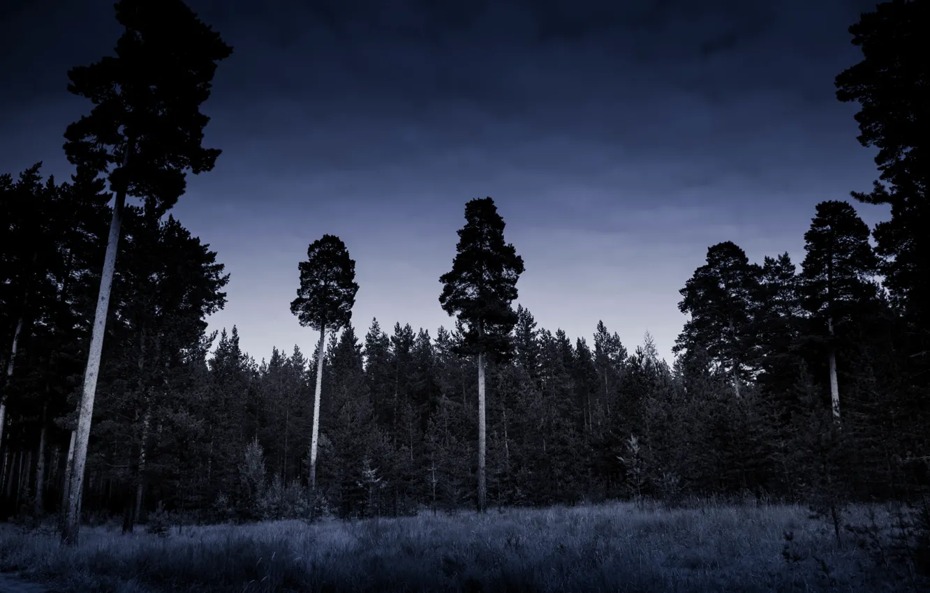 Фото обои Природа, Ночь, Лес, Мрак