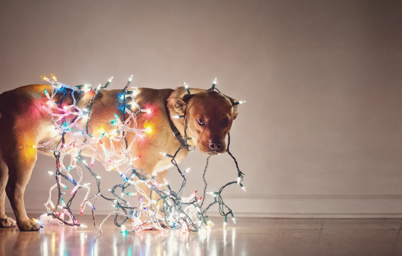 Фото обои праздник, собака, гирлянда, лампочки