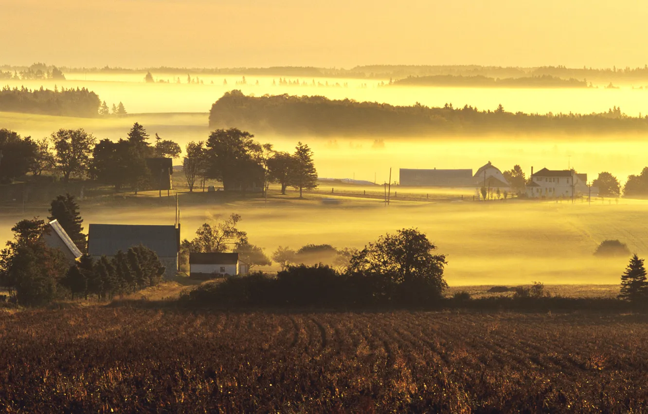 Фото обои туман, рассвет, утро, ферма, mist, farms in yellow morning