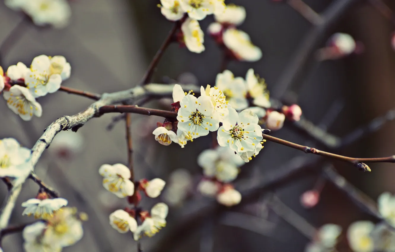 Фото обои Дерево, Весна, Сакура, Цветение
